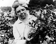 Elizabeth White