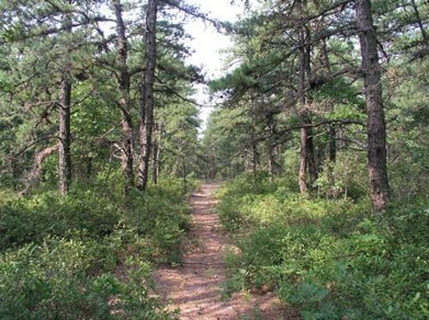 Pinelands