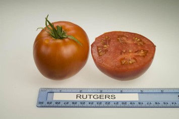 Rutgers tomato