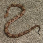 copper head
