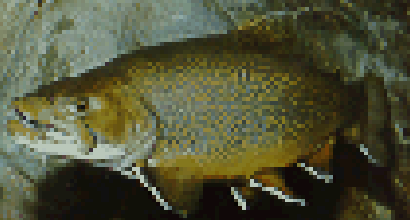 brook trout