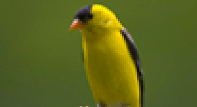 goldfinch