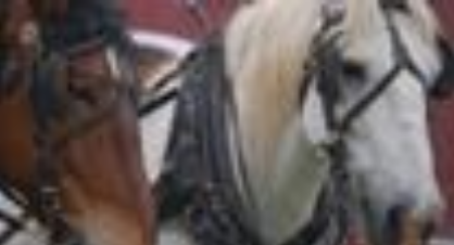 horse