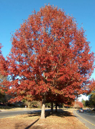 red oak
