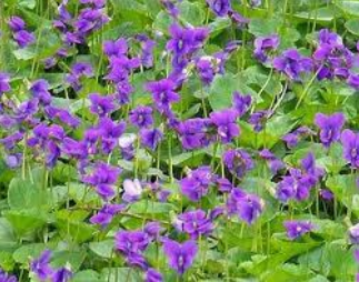 violet